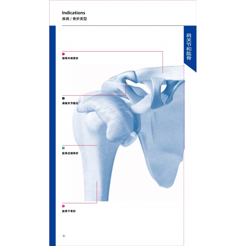 肩关节和肱骨 1