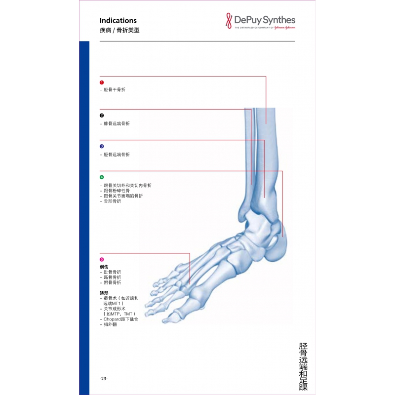 胫骨远端和足 1